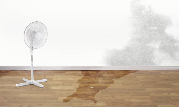 Best Water damage cleanup near me  in West Jefferson, NC